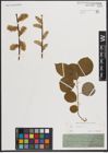 Foto von Salix caprea L.